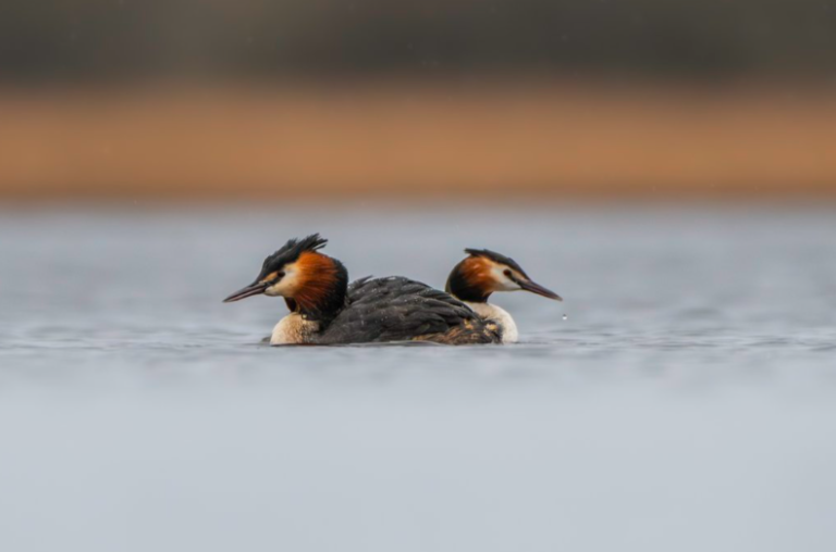 Birds in a pond