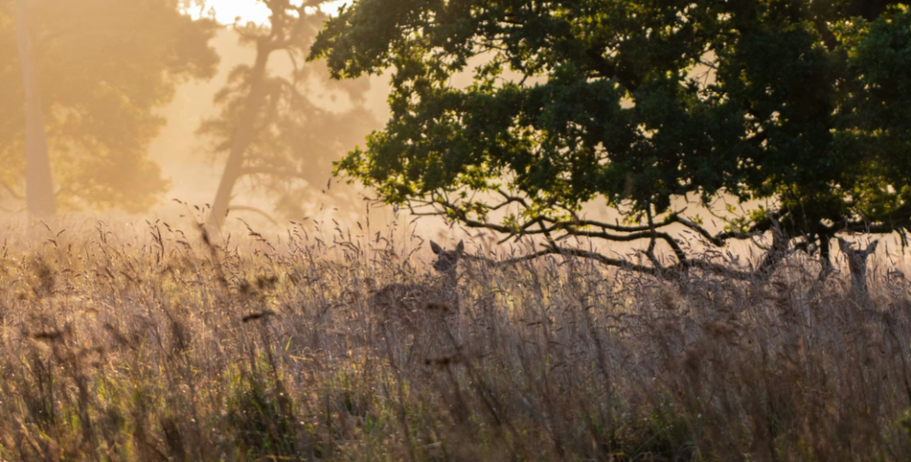 Deer hiding behind long grass
