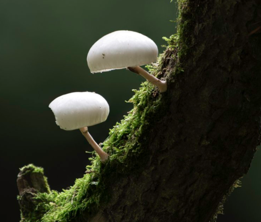 Mushrooms growing on a tree