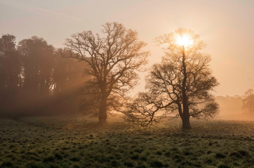 Sun shining through trees