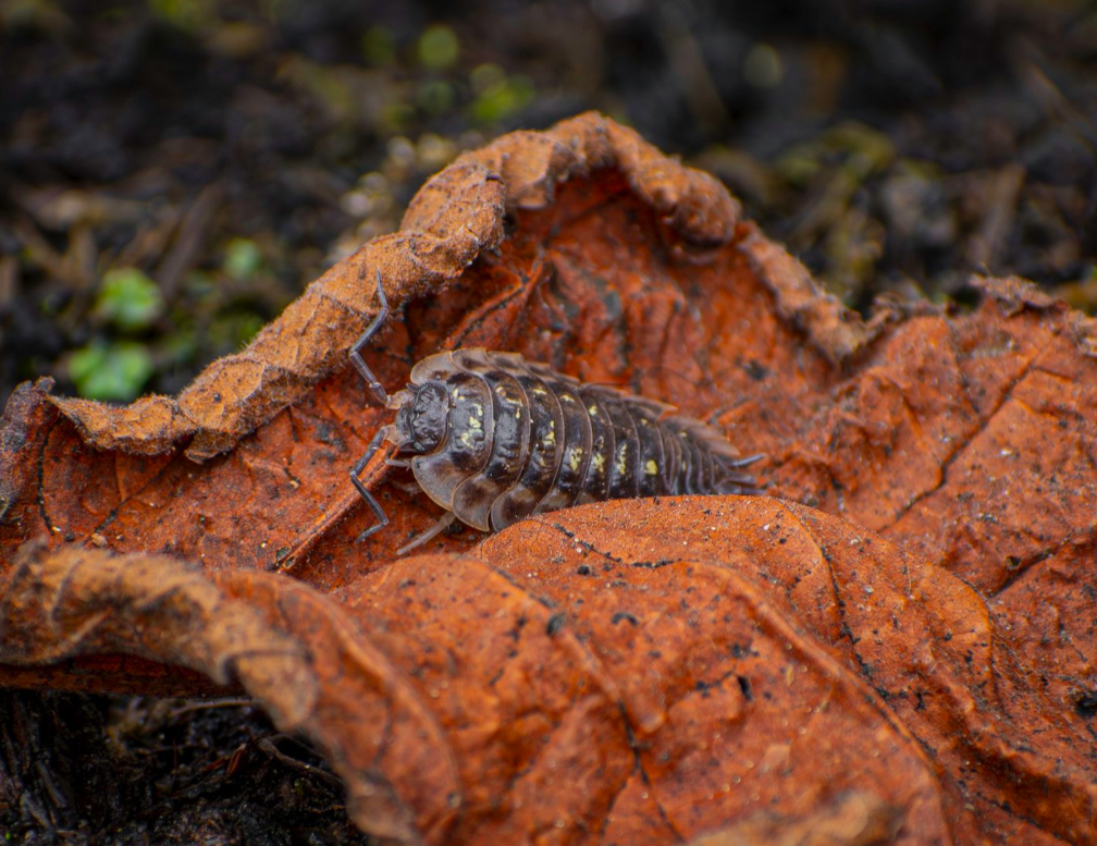 Woodlouse on leaf