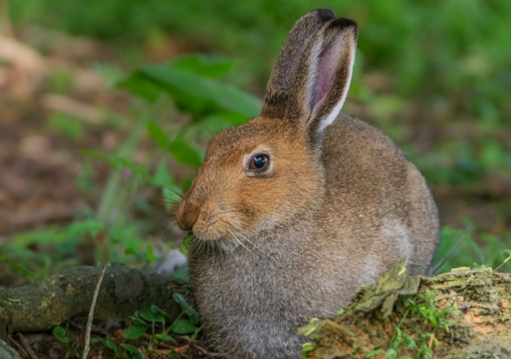 rabbit sitting in woods