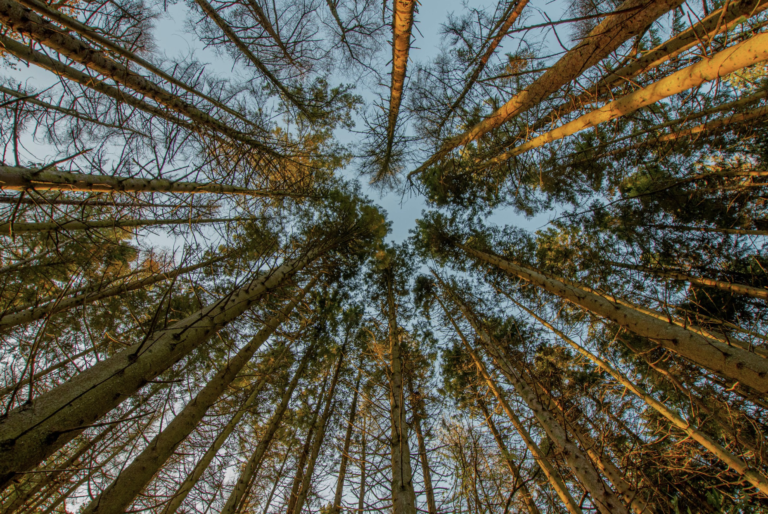 tree canopy